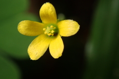 Oxalis corniculata