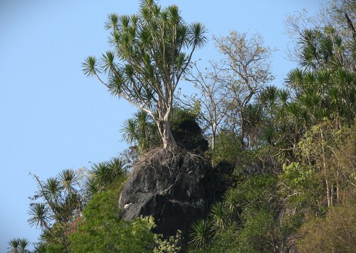 Image of Dracaena cochinchinensis by (c) Utain Pummarin, some rights reserved (CC BY)
