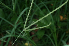 Eleusine indica