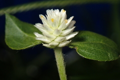 Gomphrena serrata