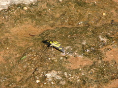 Cyllopoda claudicula