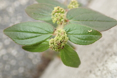 Euphorbia hirta