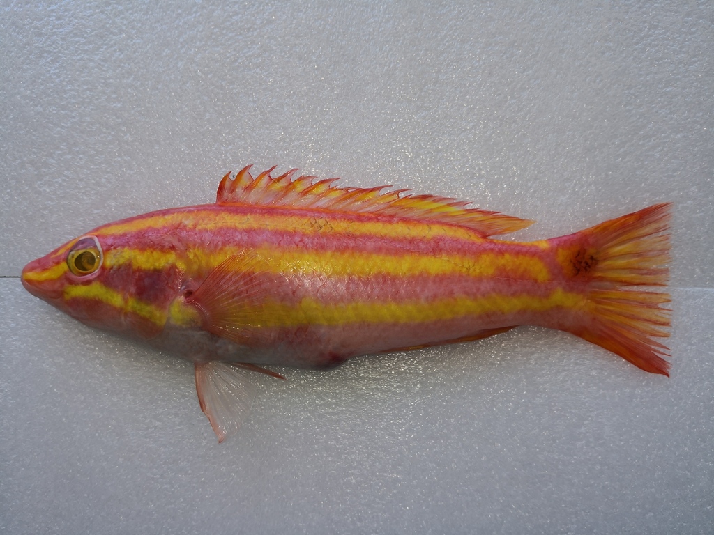 Yellowstriped Hogfish