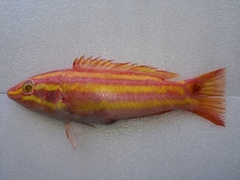 Yellowstriped Hogfish photo 1