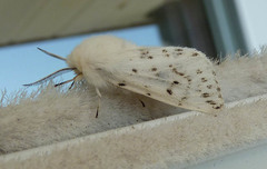 Spilosoma dubia