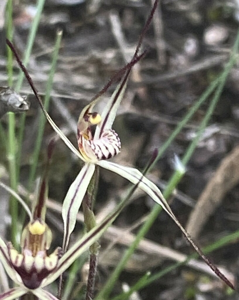 Caladenia sigmoidea