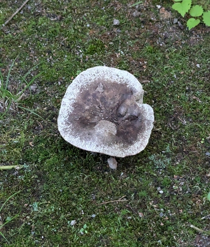 Russula