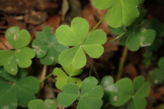 Oxalis corniculata
