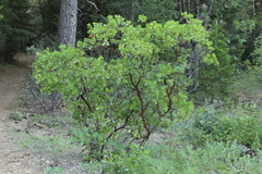 Arctostaphylos patula