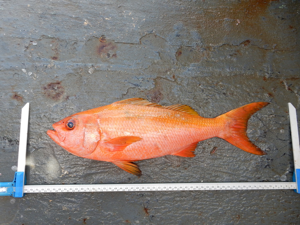 Randall's Snapper