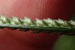 Eleusine indica