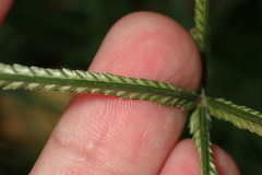 Eleusine indica