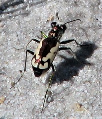 Cicindela fulgida rumppi