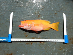 Golden Grouper photo 4