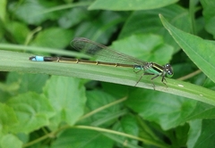 Ischnura senegalensis