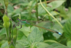 Ischnura senegalensis