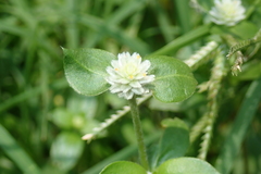 Gomphrena serrata