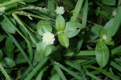 Gomphrena serrata