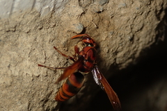 Rhynchium