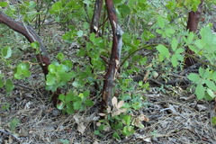 Arctostaphylos patula