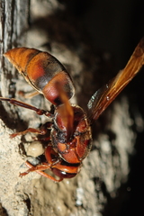 Rhynchium