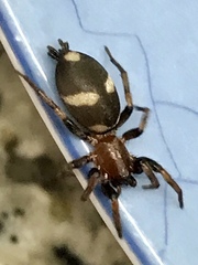 Poecilochroa