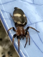Poecilochroa