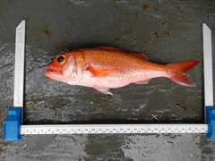 Ruby Snapper photo 2