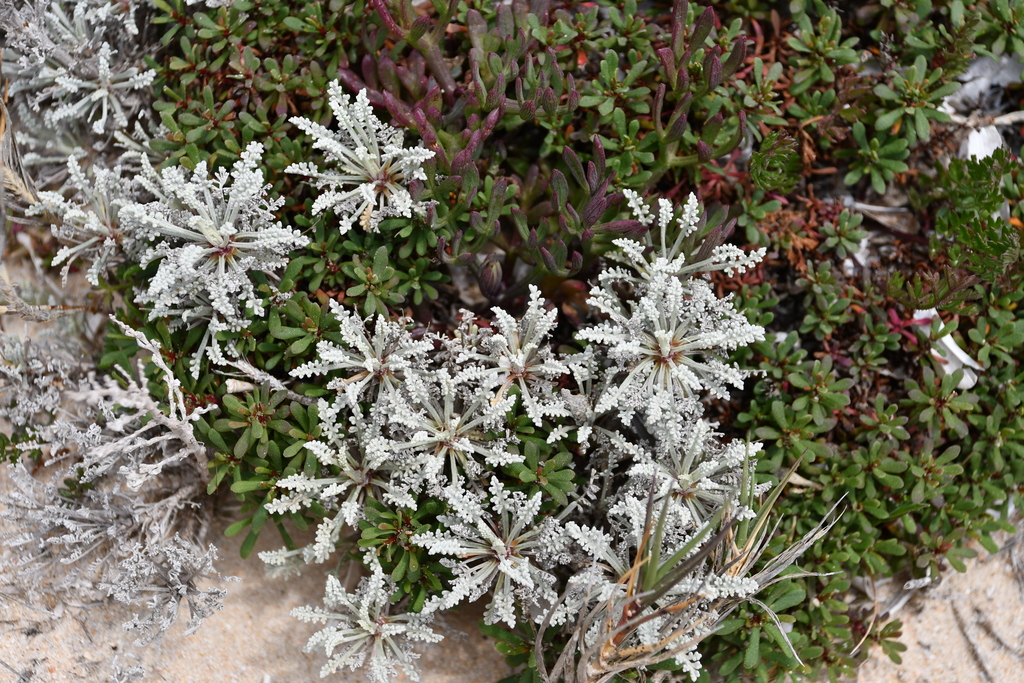 Artemisia densiflora
