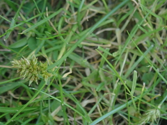 Carex nubigena