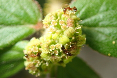 Euphorbia hirta