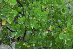 Arctostaphylos patula