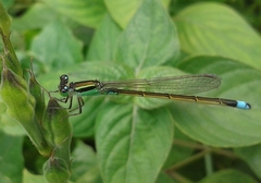 Ischnura senegalensis