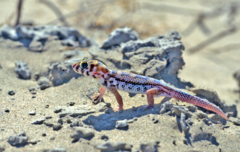 Teratoscincus scincus