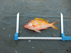Oblique-Banded Snapper photo 2