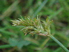 Carex nubigena