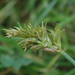 Carex nubigena - Photo (c) Kuan-Chieh (Chuck) Hung, algunos derechos reservados (CC BY-NC-SA), subido por Kuan-Chieh (Chuck) Hung