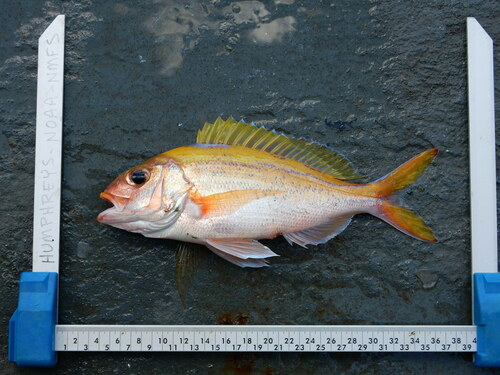 Pristipomoides argyrogrammicus observed 2014-06-23