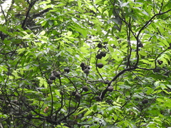 Ungnadia speciosa