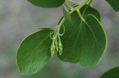 Arctostaphylos patula
