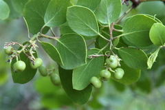 Arctostaphylos patula