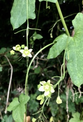 Bryonia cretica