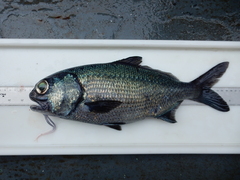 Pacific Beardfish photo 1