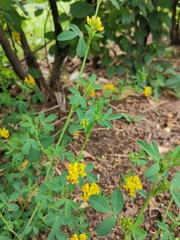 Medicago falcata