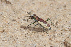 Cicindela lengi jordai