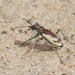 Jordan's Tiger Beetle - Photo (c) David Alan Rogers, some rights reserved (CC BY-NC), uploaded by David Alan Rogers