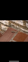 Podarcis muralis maculiventris