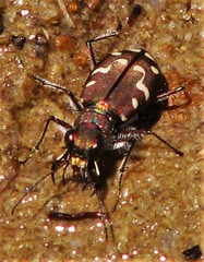 Cicindela oregona navajoensis