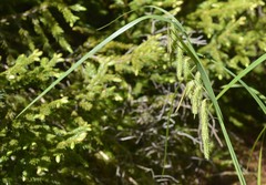 Carex gynandra