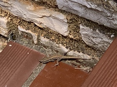 Podarcis muralis maculiventris